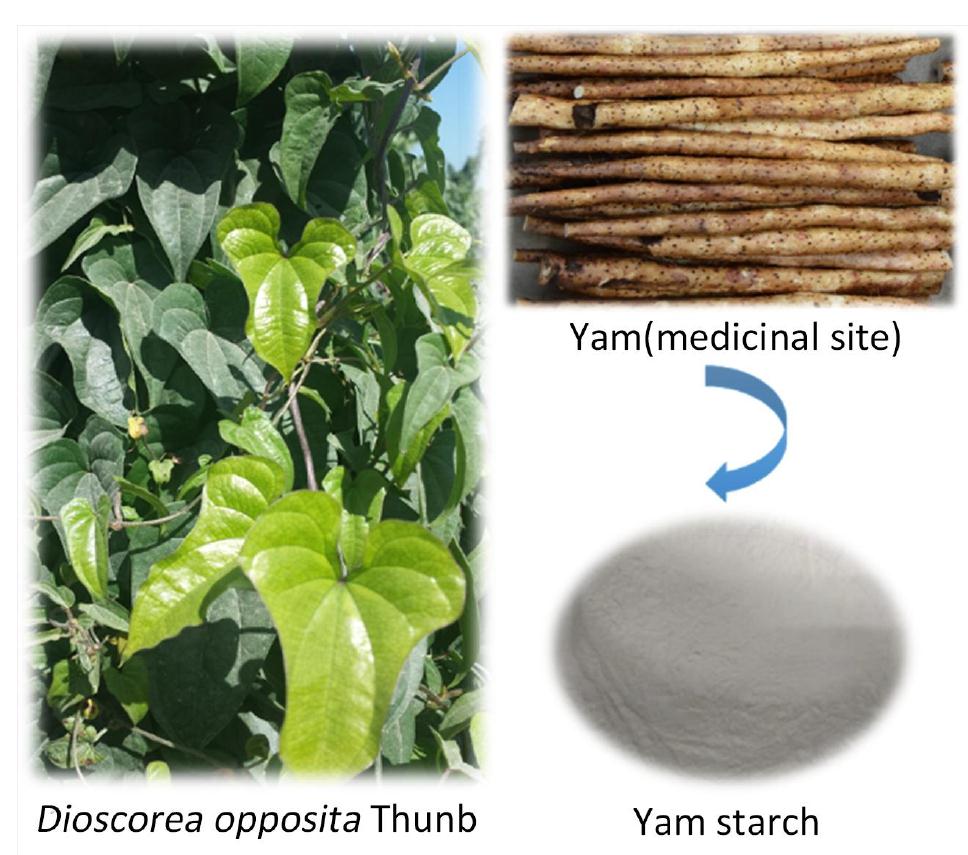 Preparation and characterization of resistant starch type 3