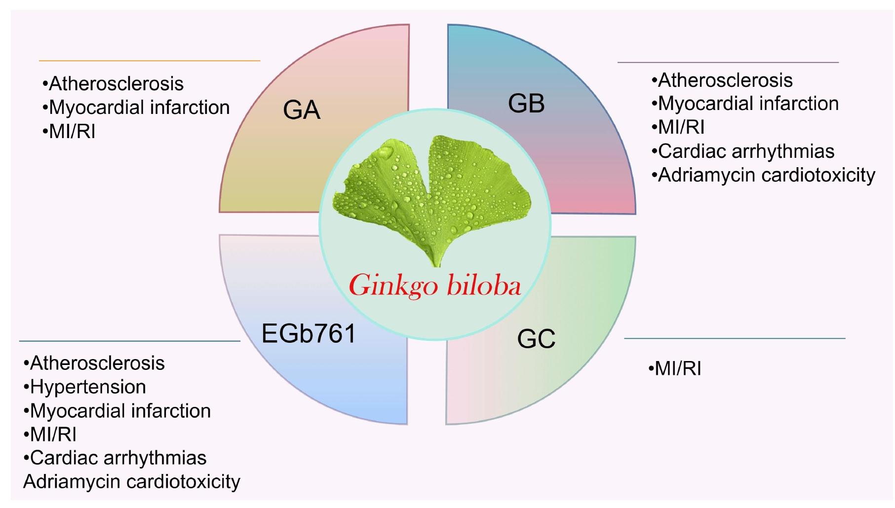 Pharmacological effects of Ginkgo biloba and its active